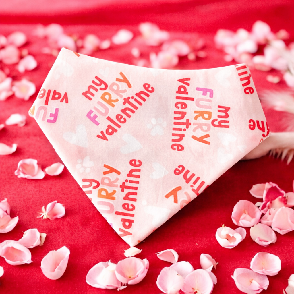 Zoomies & My furry Valentine