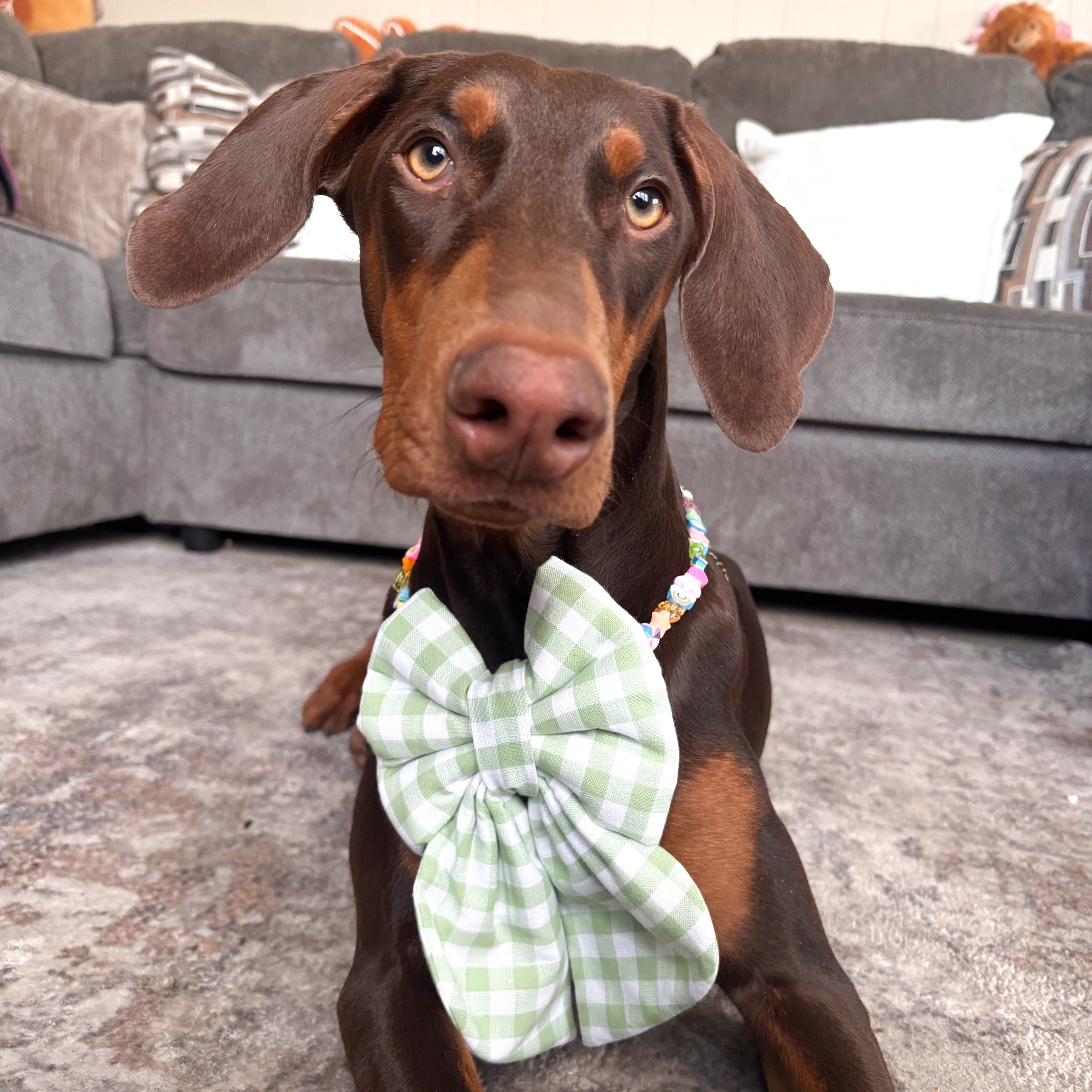 Dog wearing a green checkered bow tie sitting on a carpeted floor.