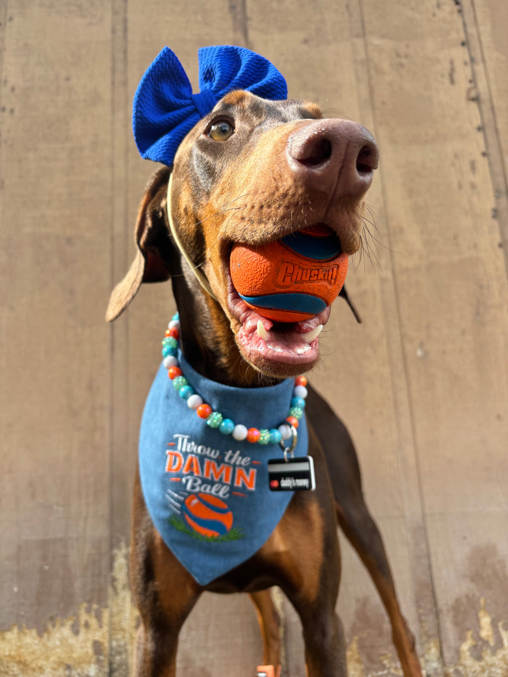 Ball obsessed